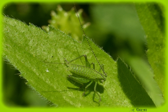 Leptophyes