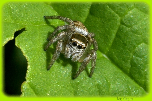 Araneae - Pókok