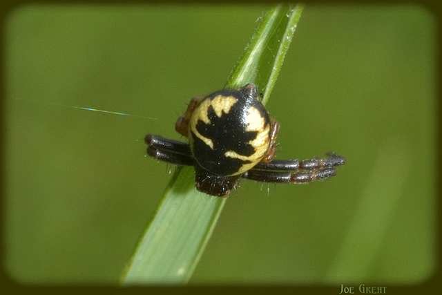 Synema globosum - fekete-sárga karolópók