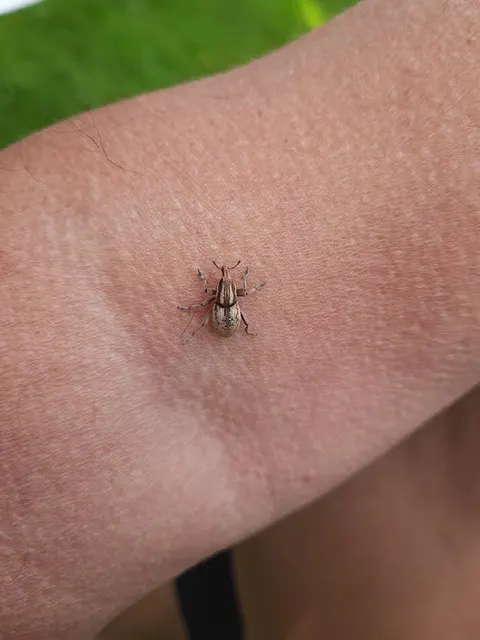 Pseudocleonus cinereus - hamvas barkó