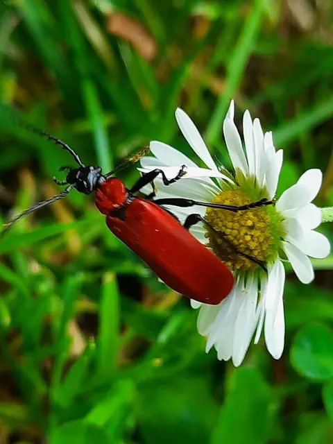 Pyrochroa coccinea - nagy bíborbogár