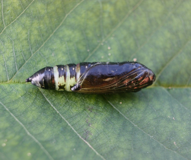 Chrysodeixis chalcites - déli aranybagoly