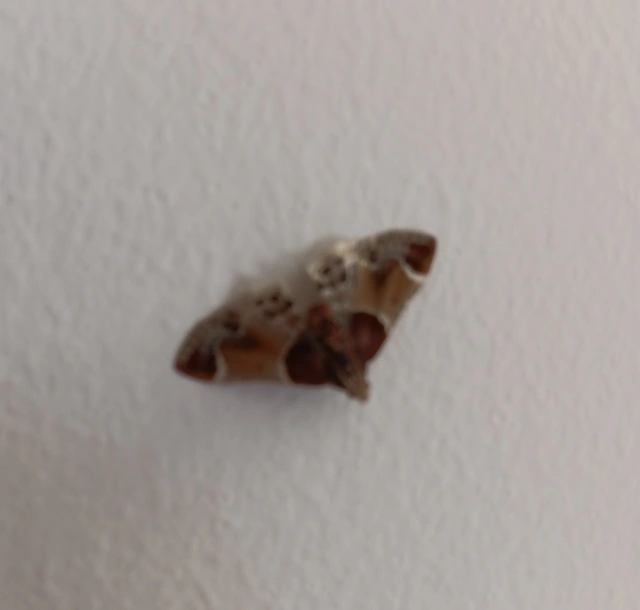 Pyralis farinalis - lisztilonca
