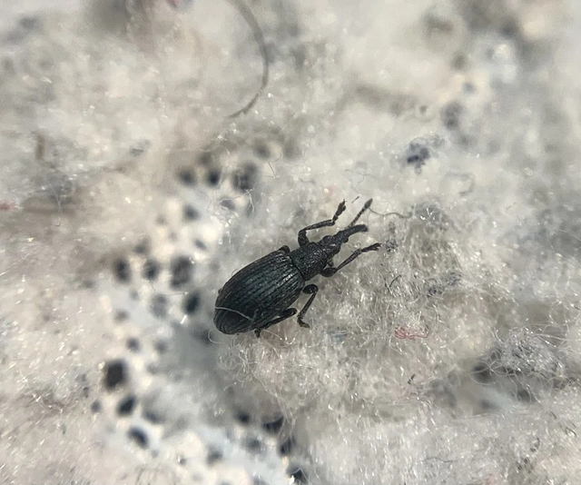 Ceratapion gibbirostre - agyaras cickányormányos Ceratapion gibbirostre - agyaras cickányormányos