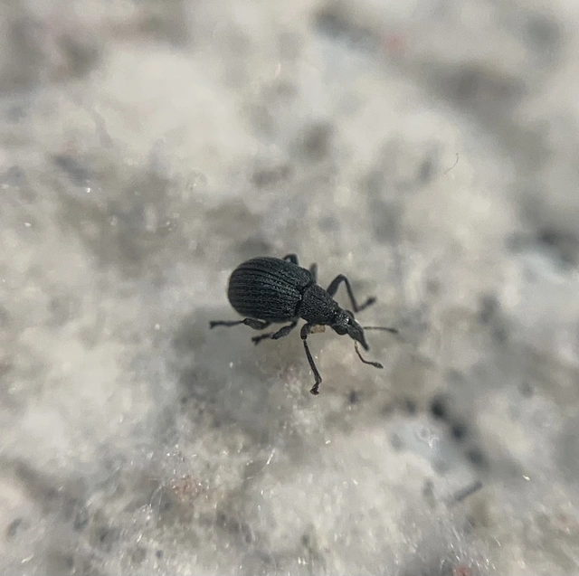 Oxystoma craccae - kaszanyügbükköny-cickányormányos