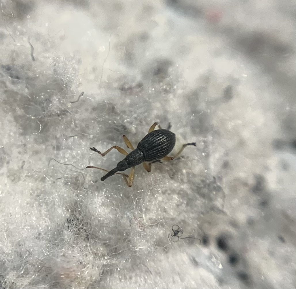 Protapion gracilipes - piroscsápú cickányormányos