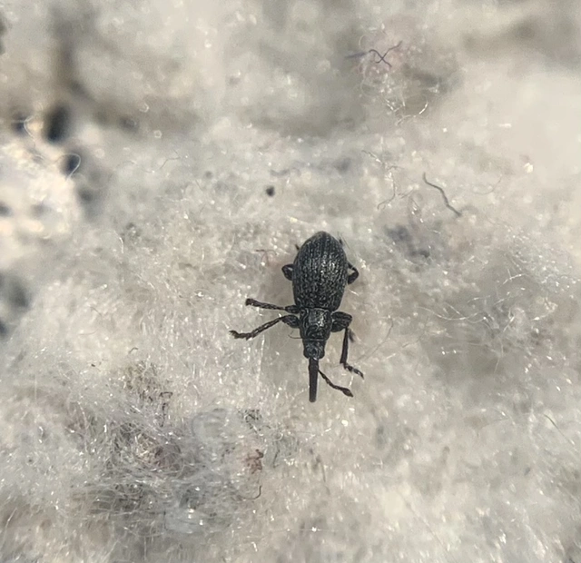 Diplapion stolidum - lékeltfejű cickányormányos