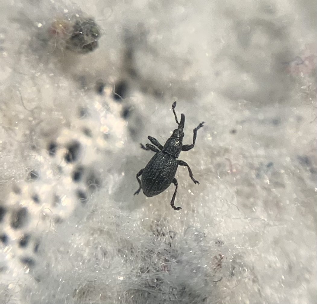 Diplapion stolidum - lékeltfejű cickányormányos