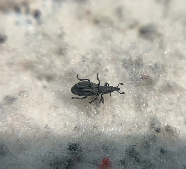 Pseudostenapion simum - nyurga cickányormányos