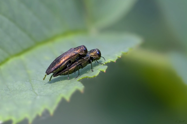 Agrilus cuprescens - földiszeder-karcsúdíszbogár