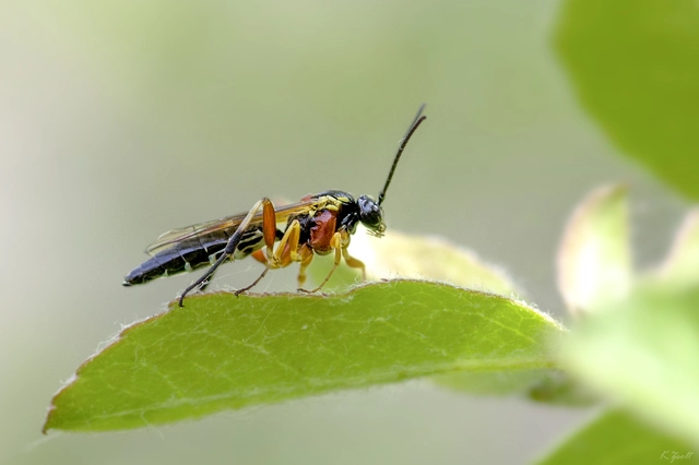 Diplazon pectoratorius