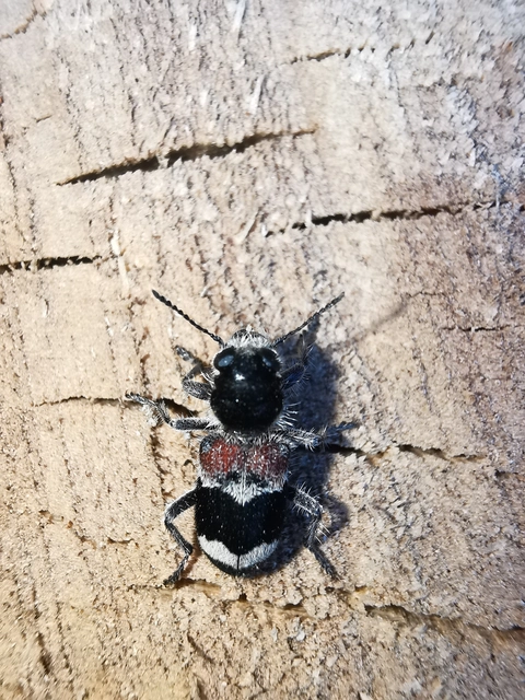 Clerus mutillarius - feketenyakú szúfarkas