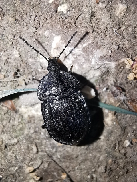 Phosphuga atrata - bordás csigarabló