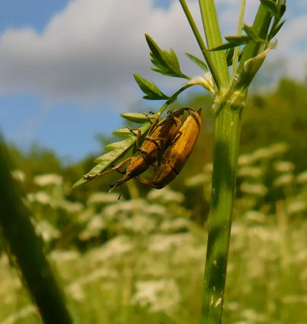 Lixus iridis - bürökfúró dudvabarkó