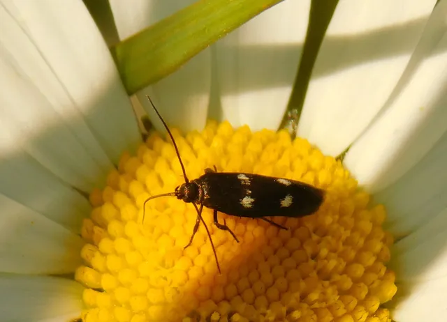 Parascythris muelleri - kétpettyes zöldmoly