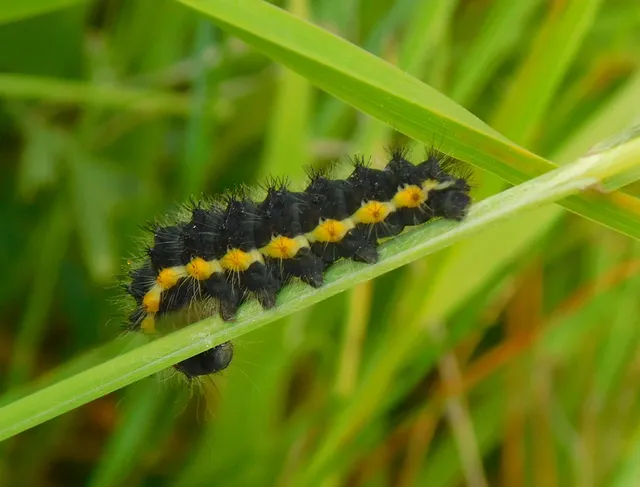 Saturnia pavoniella - kis pávaszem