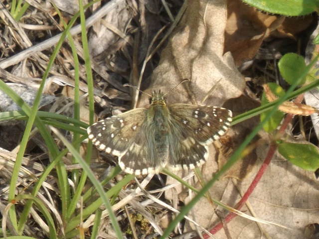 Pyrgus armoricanus - feles busalepke