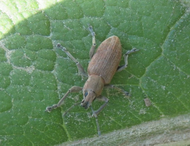 Tanymecus palliatus - közönséges hegyesfarúbarkó