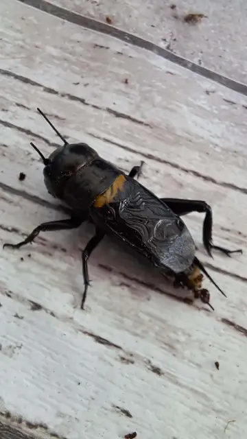 Gryllus campestris - mezei tücsök