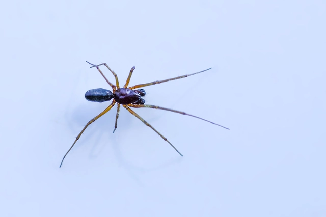 Linyphiidae - vitorláspókok