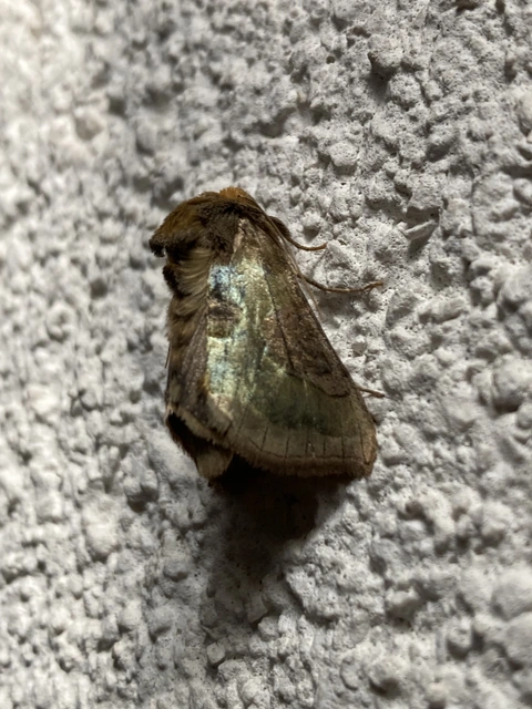 Diachrysia stenochrysis - rejtőző aranybagoly