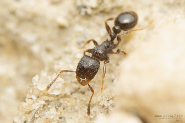Tetramorium