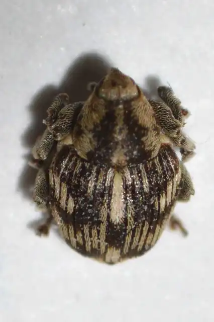 Thamiocolus virgatus - macskahere-fésűsormányos