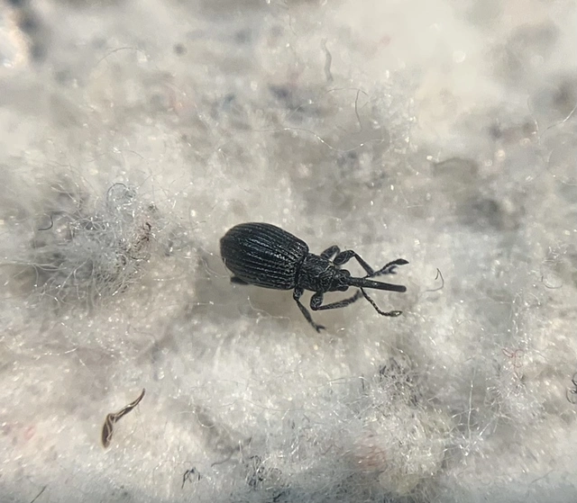 Diplapion confluens - vésetthomlokú cickányormányos