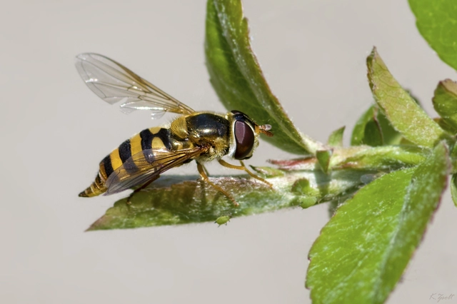 Epistrophe