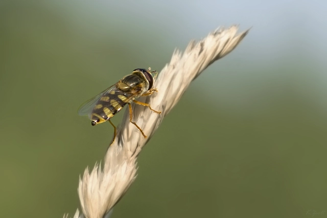 Eupeodes