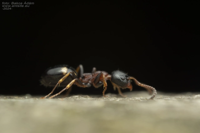 Dolichoderus quadripunctatus - négypettyes erdeihangya