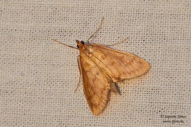 Crambidae - fűgyökérrágó molyfélék