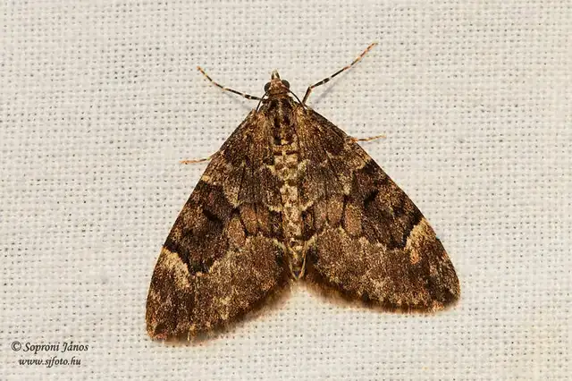 Thera variata/britannica