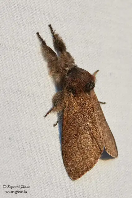 Calliteara pudibunda - hamvasszövő