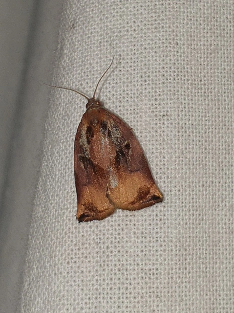 Archips podana - dudvarágó sodrómoly