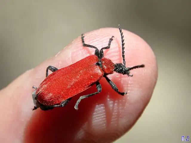 Pyrochroa coccinea - nagy bíborbogár