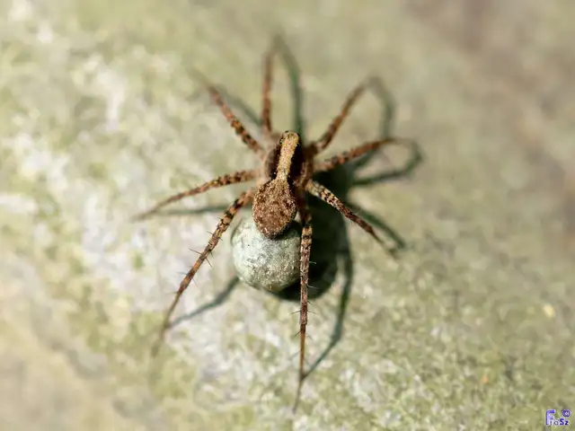 Pardosa alacris/lugubris