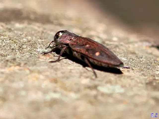 Chrysobothris affinis - aranypettyes díszbogár