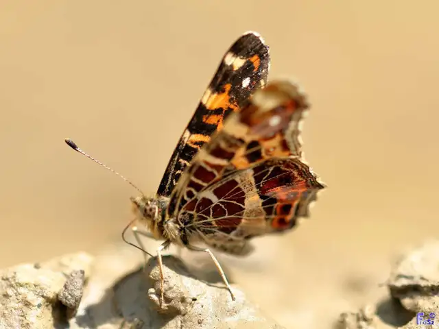 Araschnia levana - pókhálós lepke