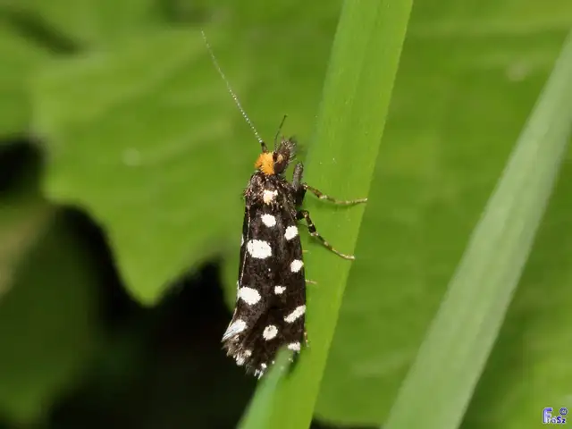 Euplocamus anthracinalis - fésűscsápú korhadékmoly