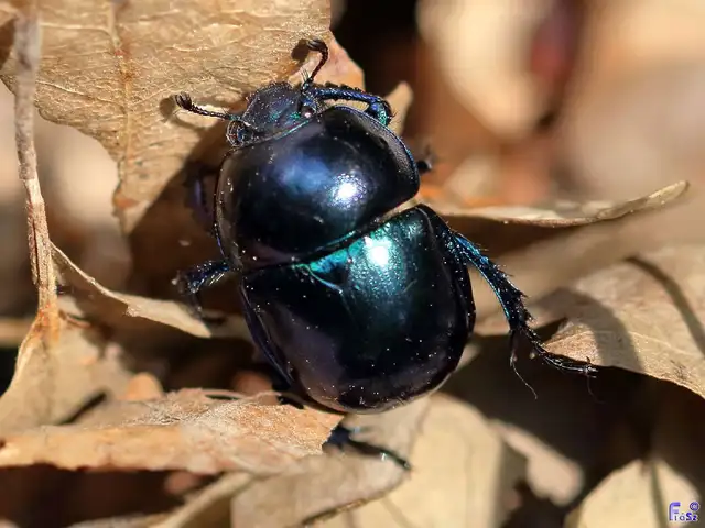 Trypocopris vernalis - tavaszi álganéjtúró