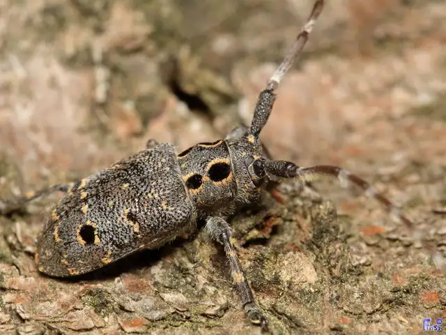 Mesosa curculionoides - szemfoltos cincér Mesosa curculionoides - szemfoltos cincér