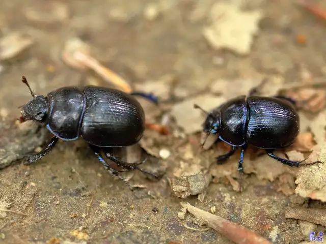 Anoplotrupes stercorosus - erdei álganéjtúró