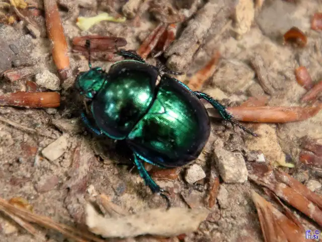 Trypocopris vernalis - tavaszi álganéjtúró