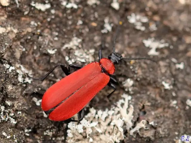 Pyrochroa coccinea - nagy bíborbogár