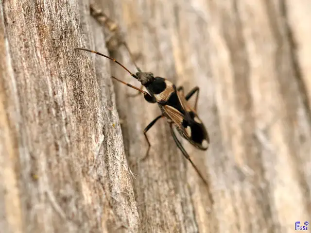 Raglius confusus