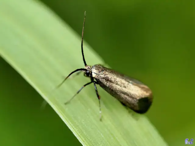 Adela reaumurella - smaragdfényű tőrösmoly