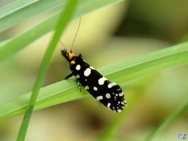 Euplocamus anthracinalis - fésűscsápú korhadékmoly