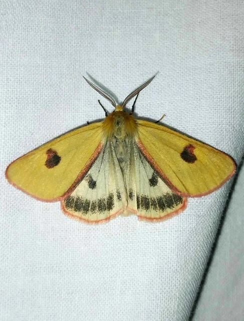 Diacrisia sannio - vörösszélű medvelepke