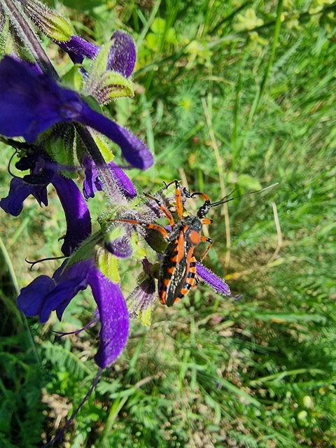 Rhynocoris iracundus - közönséges gyilkospoloska